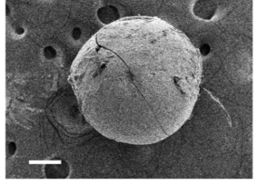 uiobeadtwitterandwebsite